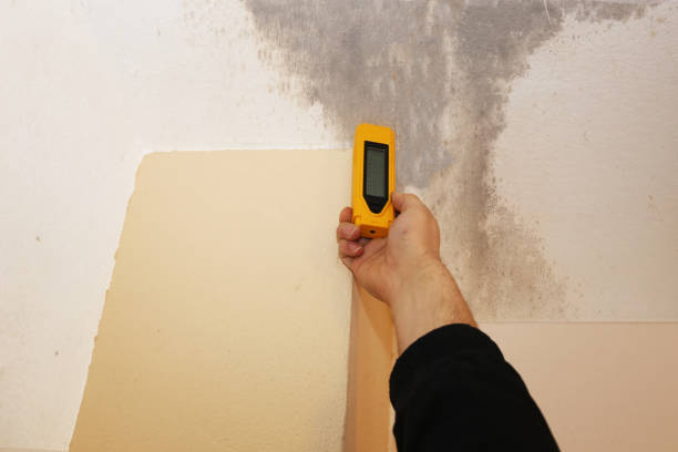 Best Mold Damage Restoration  in Aberdeen, IN