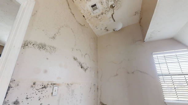 Best Dehumidification Services  in Aberdeen, IN